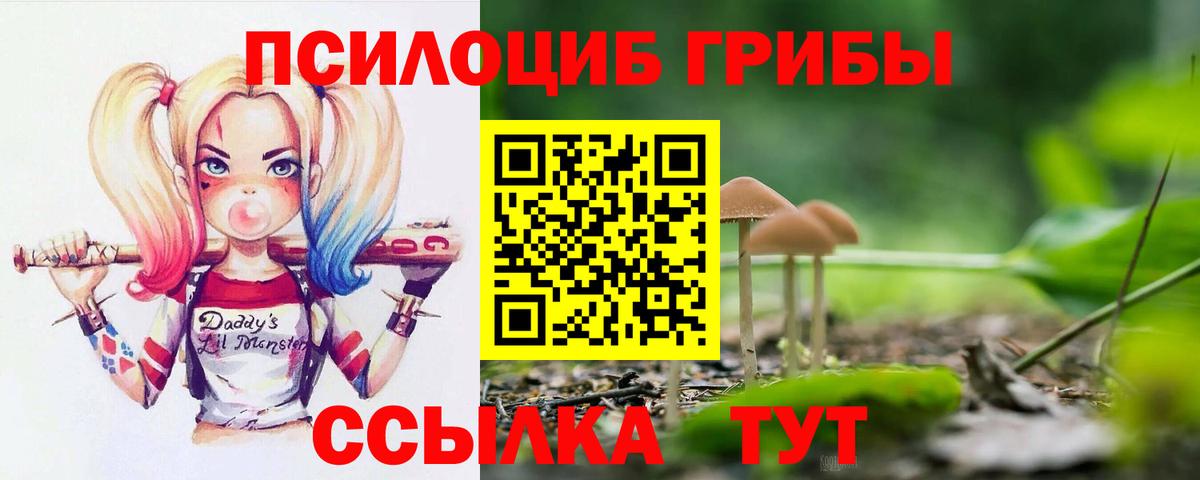 Галлюциногенные грибы Psilocybe Краснознаменск